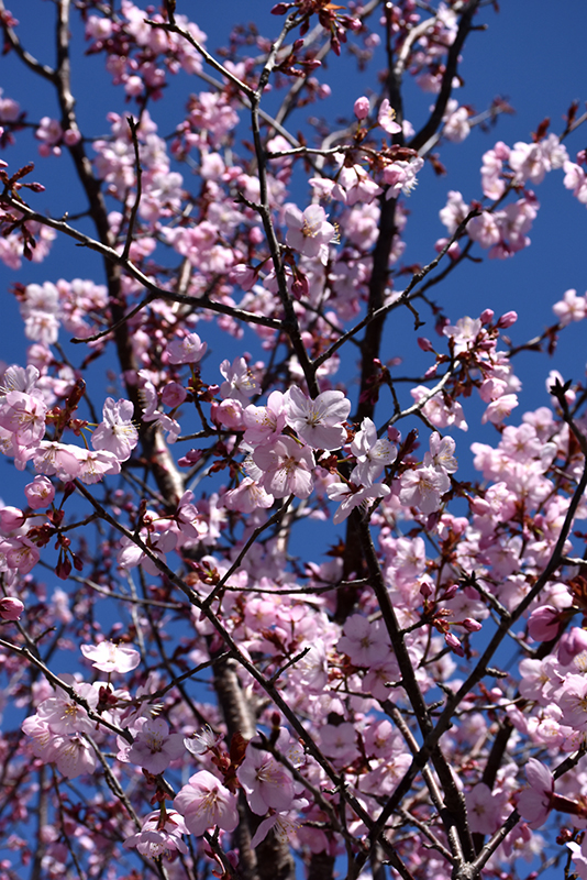 First Editions® Spring Wonder™ Flowering Cherry (Prunus sargentii 'Hokkaido Normandale') at Gertens