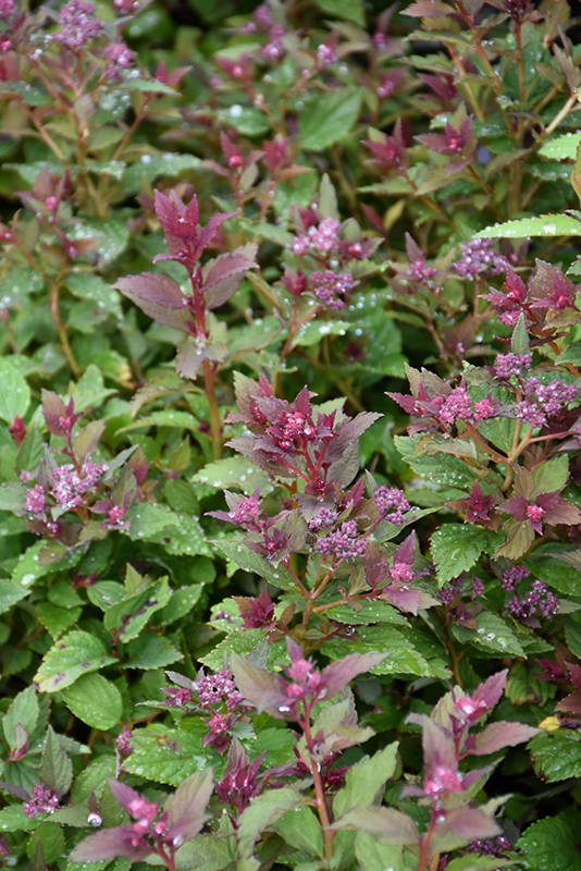 Lil' Flirt Spirea (Spiraea japonica 'SMSJMLA') in Inver Grove Heights ...