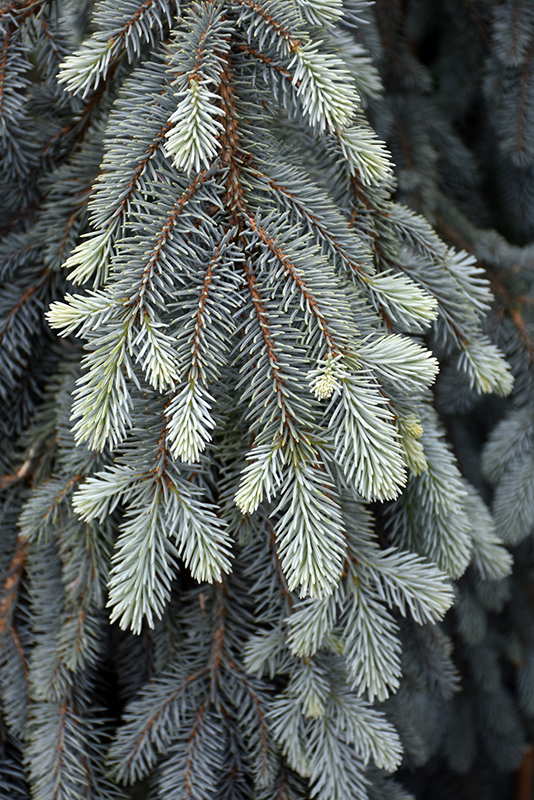 The Blues Colorado Spruce (Picea pungens 'The Blues') at Gertens