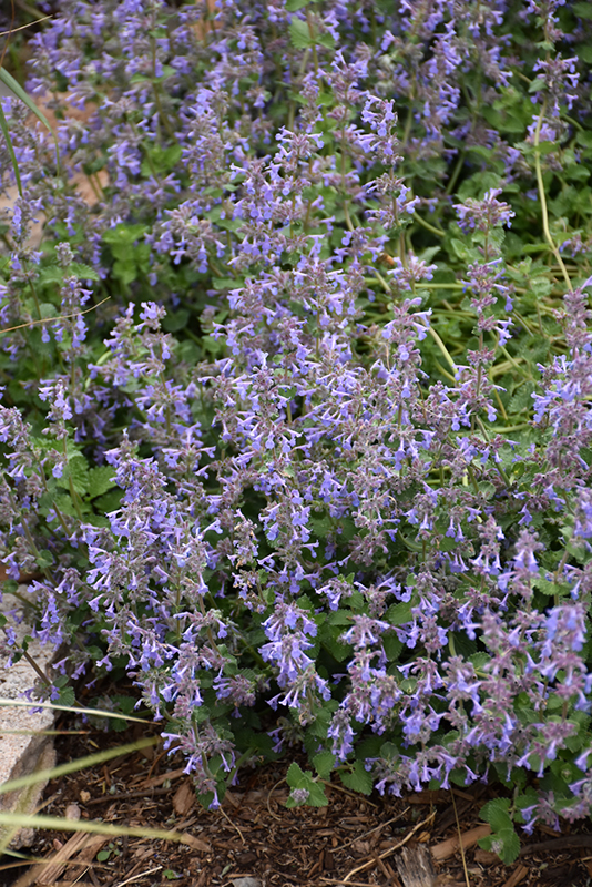 Little Trudy® Catmint (Nepeta 'Psfike') at Gertens