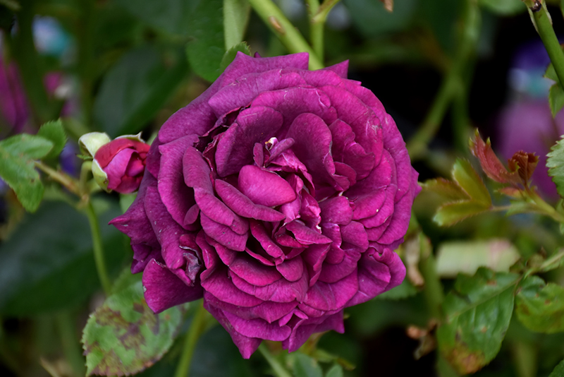 Twilight Zone Grandiflora Rose (Rosa 'WEKebtidere') at Gertens