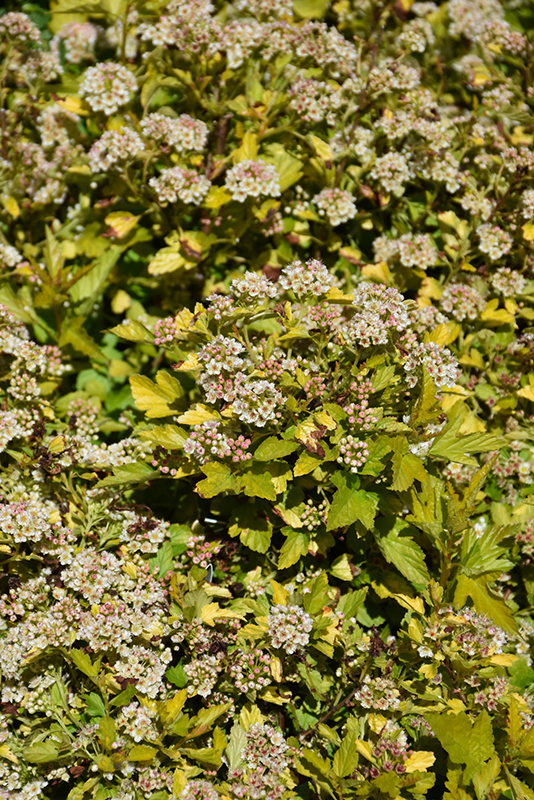 Raspberry Lemonade Ninebark (Physocarpus opulifolius 'ZLEYel2') at Gertens