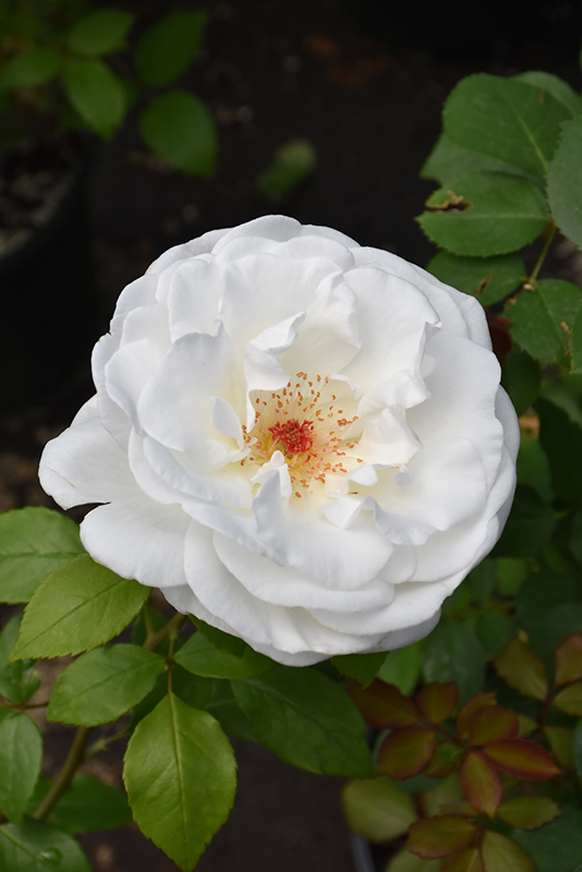 Sugar Moon™ Hybrid Tea Rose (Rosa 'WEKmemolo') at Gertens