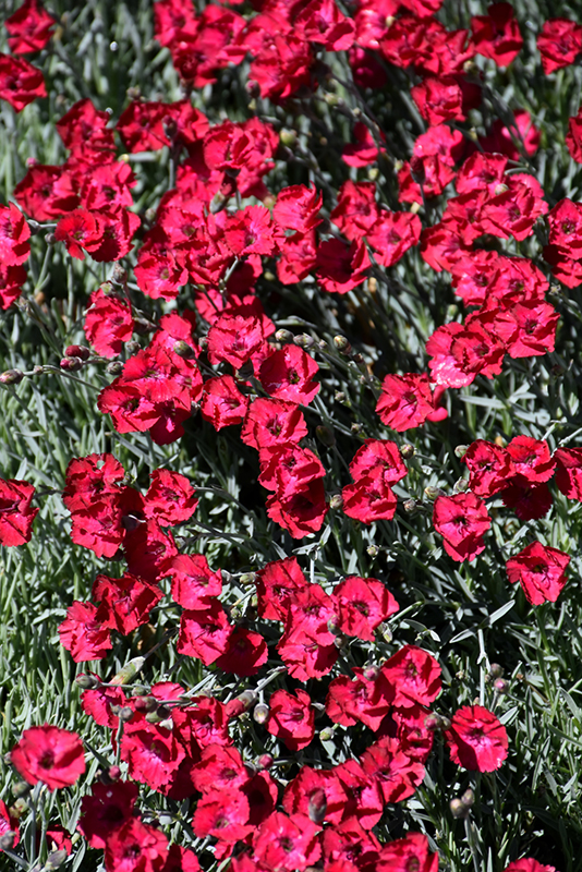 Mountain Frost Red Garnet Pinks (Dianthus 'Red Garnet') at Gertens