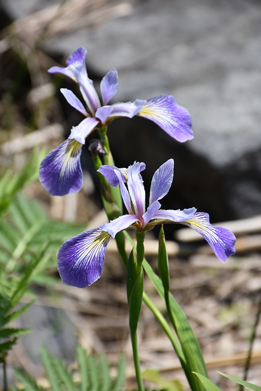 Blue Flag Iris (Iris versicolor) at Gertens