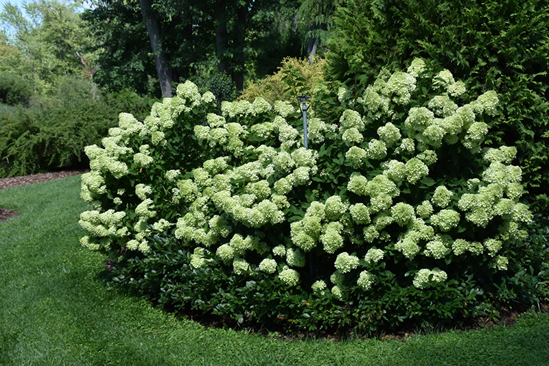 Little Lime® Hydrangea (Hydrangea paniculata 'Jane') at Gertens