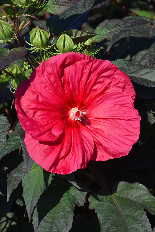 Mars Madness Hibiscus (Hibiscus 'Mars Madness') at Gertens