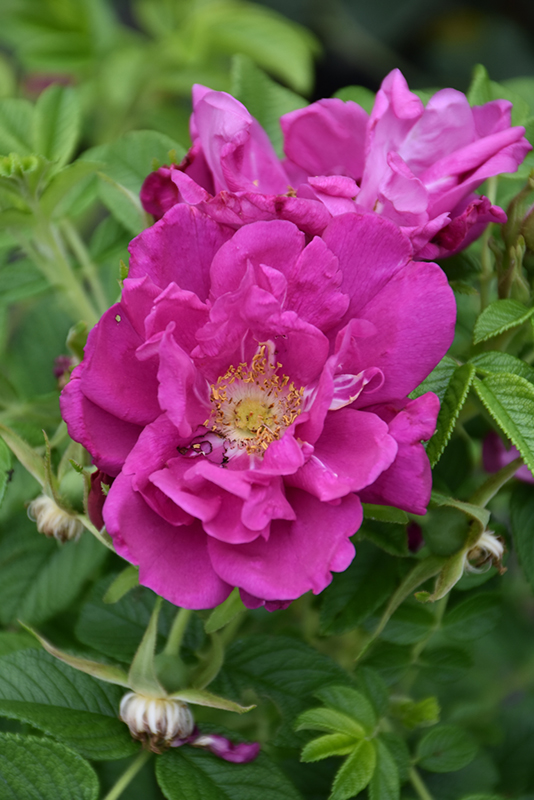 Purple Pavement Rose (Rosa 'Purple Pavement') at Gertens