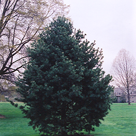 Plant Photo 9