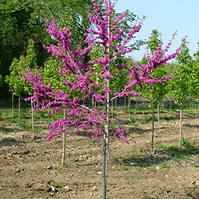 Plant Photo 2