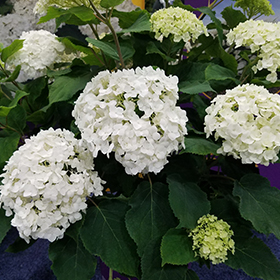 Plant Photo 8