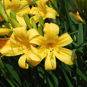 Plant Photo 2