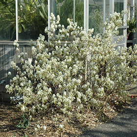 Featured image of post Easiest Way to Make Regent Saskatoon Serviceberry Growth Rate