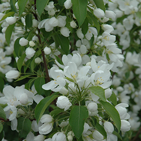 Spring Snow Flowering Crabapple Malus Spring Snow In Inver Grove Heights Minnesota Mn At Gertens