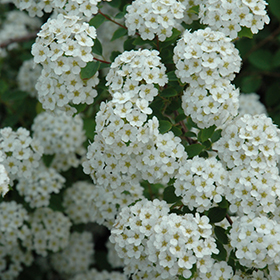 Renaissance Spirea (Spiraea x vanhouttei 'Renaissance') in