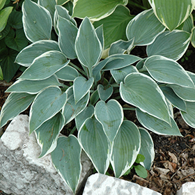 Plant Photo 5