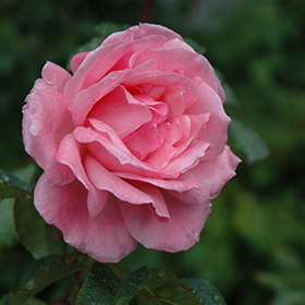 wervelkolom Oost Timor passen Queen Elizabeth Hybrid Tea Rose (Rosa 'Queen Elizabeth') in Inver Grove  Heights, Minnesota (MN) at Gertens
