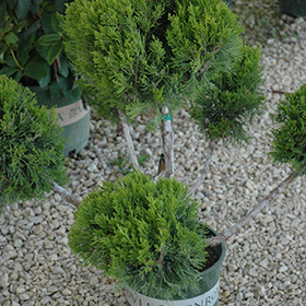 Plant Photo 8