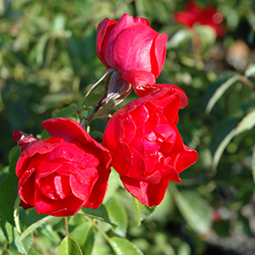 4 Cuttings of  Scarlet Flower Carpet Groundcover Rose 
