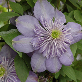Light® Clematis (Clematis 'Blue Light') in Inver Grove Heights, Minnesota (MN) at Gertens