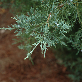 Plant Photo 8