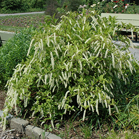 Plant Photo 5