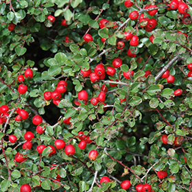CANNEBERGE CROWLEY (Cranberry) AB - PLANT