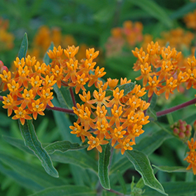 Plant Photo 5