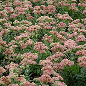 Sedum;Autumn Joy SOLD OUT AVAILABLE SPRING