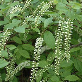 Plant Photo 4