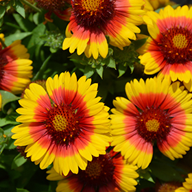 mesa bicolor blanket flower