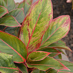 Plant Photo 8