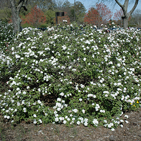 Plant Photo 1