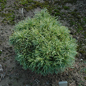 Plant Photo 4