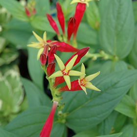 Plant Photo 3