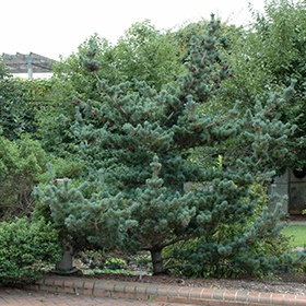 Plant Photo 1