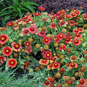 Gaillardia red online shades