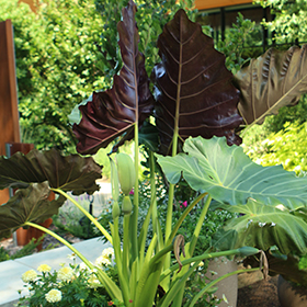 Plant Photo 2