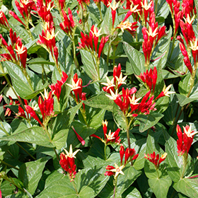 Plant Photo 8