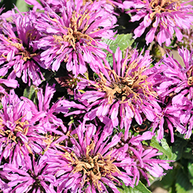 Plant Photo 10