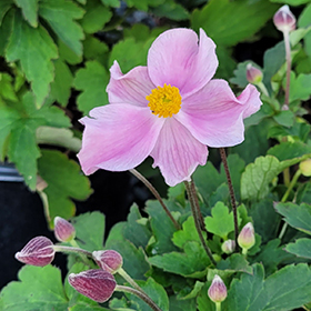 Plant Photo 4