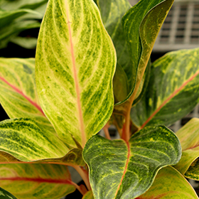 Plant Photo 2
