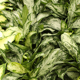 Plant Photo 4