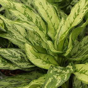 Plant Photo 6