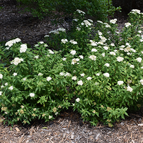 Japanese White Spirea Spiraea Albiflora In Inver Grove Heights Minnesota Mn At Gertens