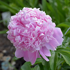 Sarah Bernhardt Peony Paeonia Sarah Bernhardt In Inver Grove Heights Minnesota Mn At Gertens