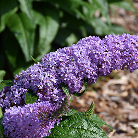 Plant Photo 9