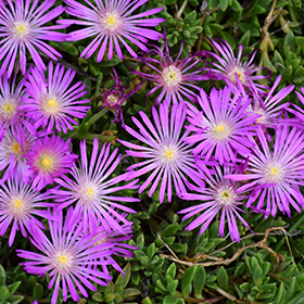 table mountain hardy ice plant