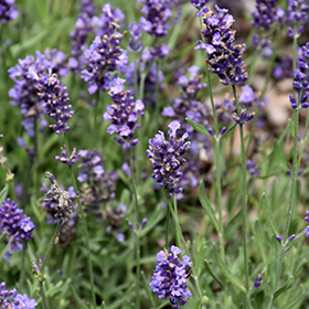 Lavender Flowers Edible Grade - Luminescents