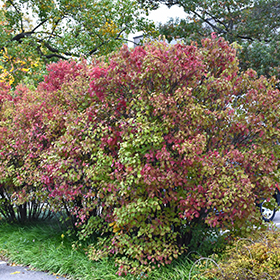 Plant Photo 4